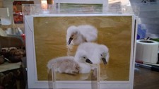 6x4 Baby Cygnet Greeting Cards (by Misty Morning Photography)