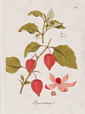 Lampione Di Bladder Cherry Fiore Botanica Kerner Incisione In Rame 1789