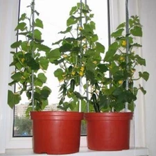 Seeds Cucumber indoor Miracle Self-pollinating Early Vegetable Organic Non GMO