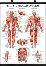 Muscular System Anatomical Poster - LAMINATED with PLASTIC FRAME - Muscle Anatom