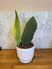 Whale fin snake plant