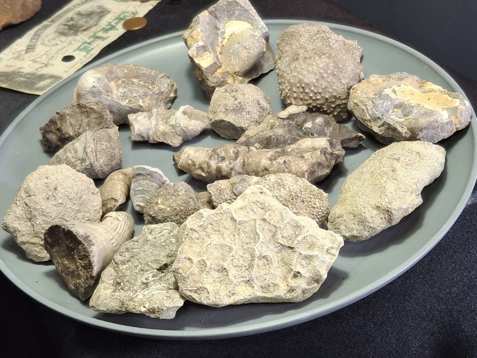 3lb Michigan Gems Best Fossil Lot Devonian Great Lakes USA Fun Specimens 