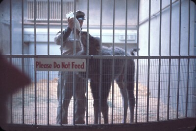 1961 Zookeeper Bottle Feeding Baby Camel Zoo 60s Vintage 35mm Slide