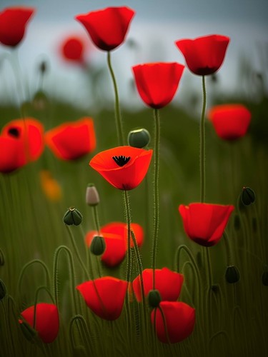 Red Poppy Seeds - Papaver rhoeas Seeds - Red Corn Poppy Flower Seeds - USA - Picture 2 of 8