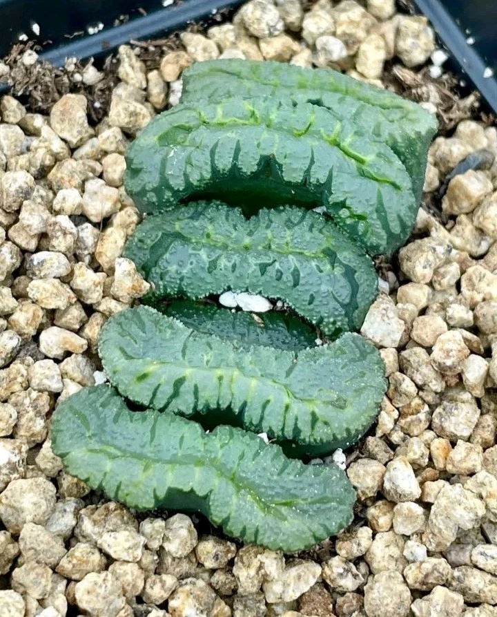 Haworthia truncata Green island 7cm Succulent plant 5
Opens in a new window or tab