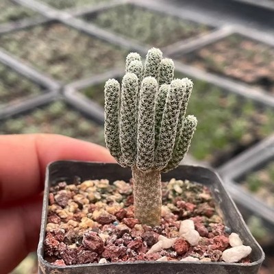 2-3CM Succulent Cactus Plant Turbinicarpus Pseudomacrochele Minimus Cactaceae