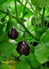 Black Beauty Eggplant Seeds, NON-GMO, Talong, Aubergine, FREE SHIPPING