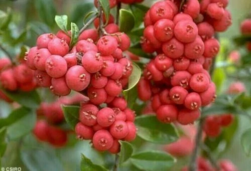 LILLY PILLY - Riberry (Syzygium luehmanii) Seed, NATIVE bush tucker.10 SEEDS - Picture 2 of 2