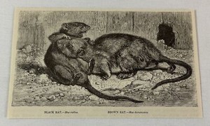 1885 book engraving ~ BLACK RAT and BROWN RAT