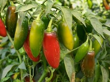  Jalapeno Pepper 25 Seeds Green to Red Tasty Vegetable Prolific Growth