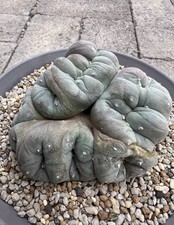 1pc 9.6cm Seedgrown Purple Skin LW Cristata