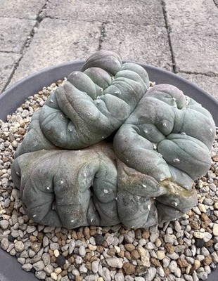 1pc 9.6cm Seedgrown Purple Skin LW Cristata