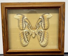 Vintage Framed Atlas Moth Attacus Atlas India Butterfly Man Laguna Beach
