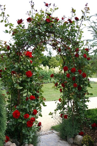 Rote Kletterrose 'Santana' ®  Rose im  5-Liter Container für Rosenbogen - Bild 5 von 5