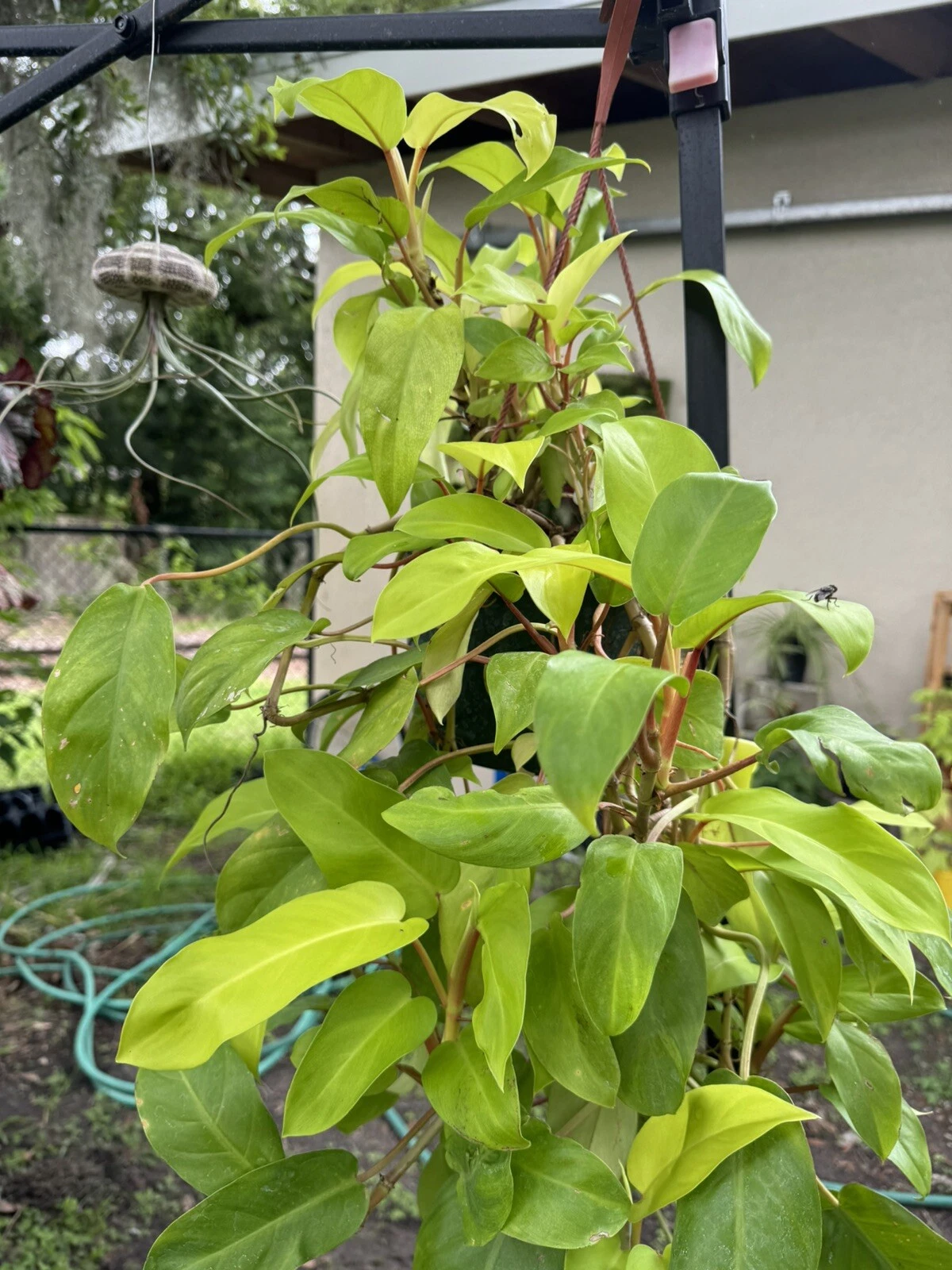 philodendron lemon lime bush Plant