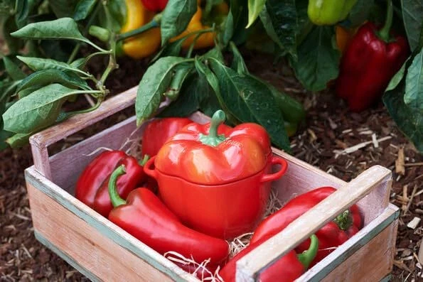 Zwilling/- Ceramic by - Paprika Cocotte - Keramik - H 107cm x B 151cm - Volum... - Bild 2 von 4