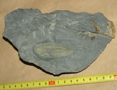 Eodalmanitina destombesi destombesi, Ordovizium Trilobit aus Frankreich - Bild 4 von 14