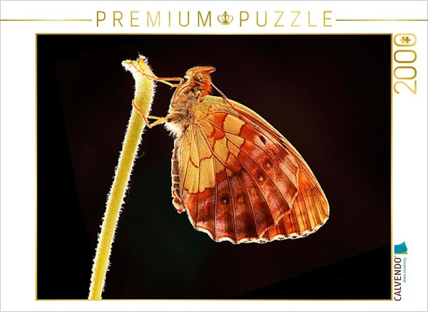 Calvendo Puzzle Blackberry Pearl Butterfly (Brenthis Daphne) | 2000 Pieces, Fini-image