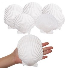 Giftvest 10PCS Large Natural Seashells White Scallop Shells 4"-5"