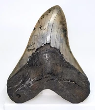 5.30 “ MEGALODON SHARK TOOTH Real Fossil - SC River NO Restorations