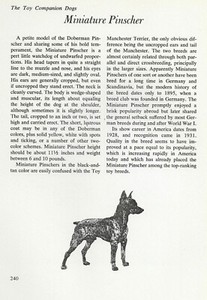 The Miniature Pinscher - CUSTOM MATTED - Vintage Dog Art Print - "G"