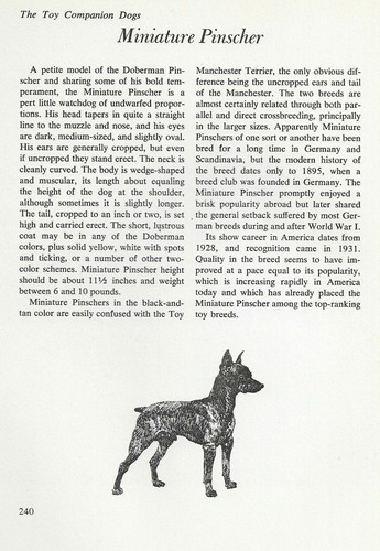 The Miniature Pinscher - CUSTOM MATTED - Vintage Dog Art Print - "G"
