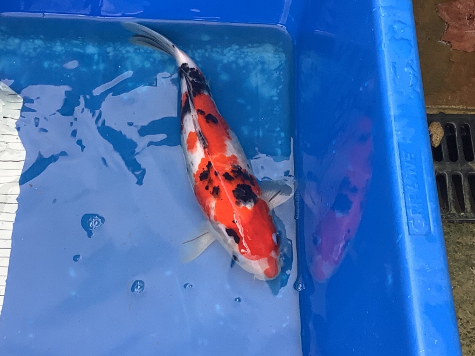 Japanese Koi Carp for sale eBay