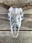 Mule deer shed antlers mounted on replica skull 26" wide x16" tall — photo 6
