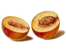Peach by W. Hekking Fruits Tile Mural Kitchen Bathroom Backsplash Marble Ceramic