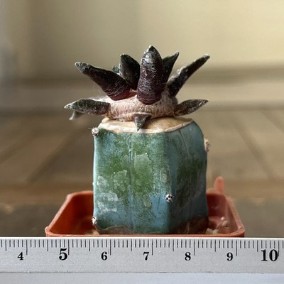 A22-690 Cactus (ag x kotsch), grafted