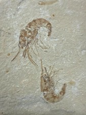 Lebanon Marine fossil. 2 Carpopenaeus callirostris (shrimp) + Sardinioides