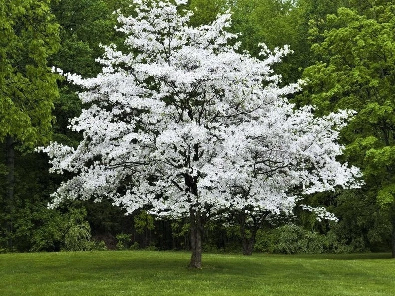 Белое цветущее кизиловое дерево (высота 2-3 фута, живое дерево, голый корень) быстрый рост - Изображение 4 из 4