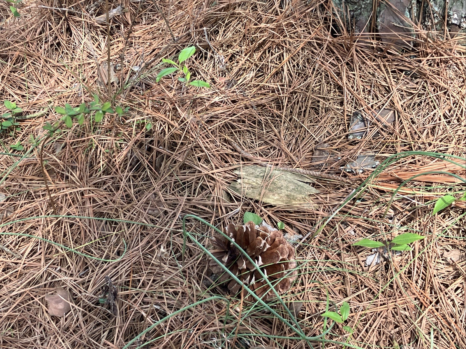 Pine Needles Hand Picked Fresh Great For Gardening 5 Lb