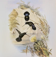 John Gould BLUE-FRONTED Hummingbirds Vintage Art Print Bookplate 87