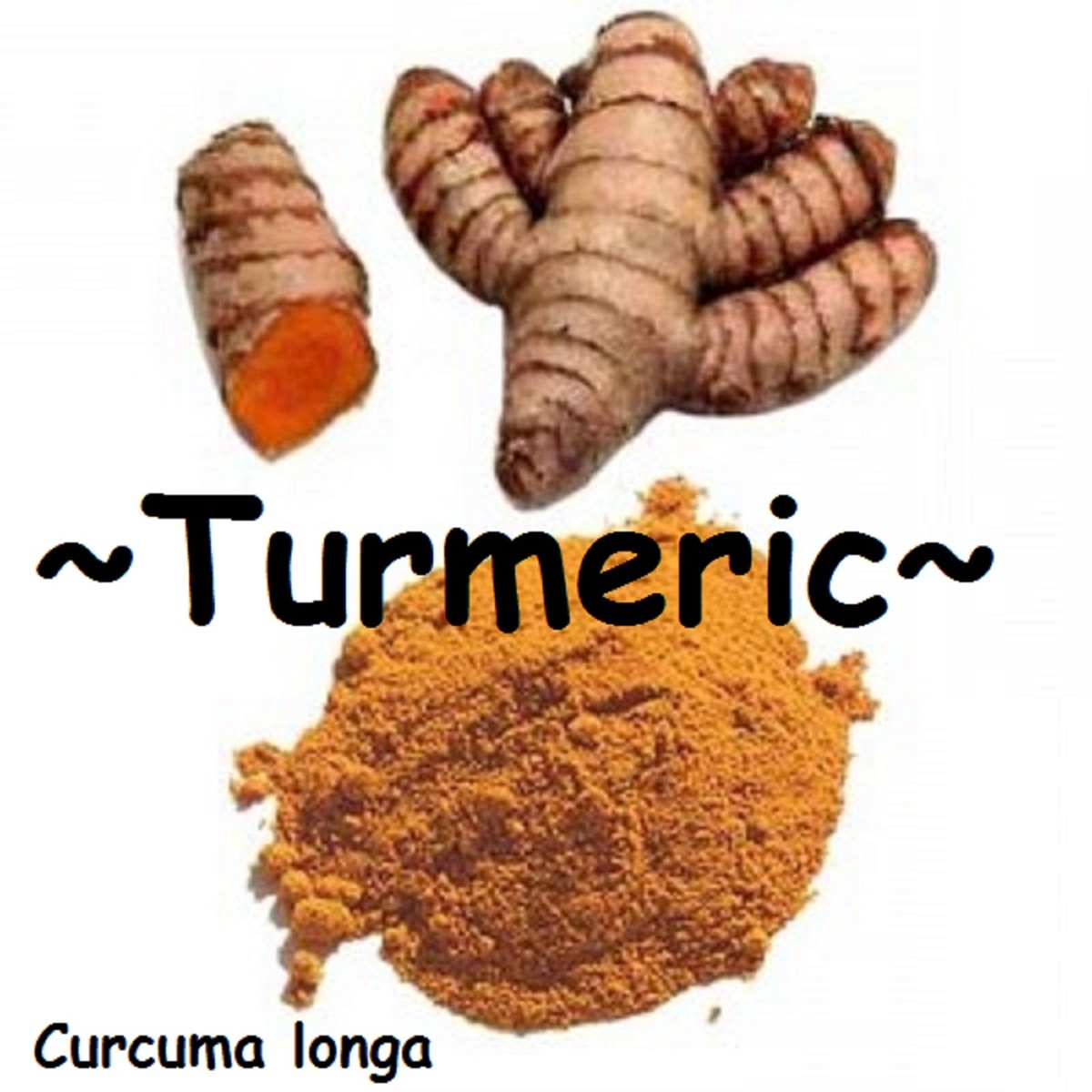 TURMERIC~ SPICE Curcuma longa BUY 3 get 4th FREE Orange Ginger