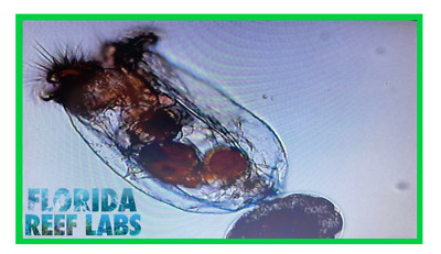 LIVE Marine Rotifers L-Strain  8oz - Florida Reef Labs  - FAST SHIP