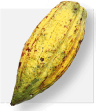 Raro Cacao CRIOLLO - 5 semi freschi