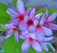 5 Light Purple Pink Plumeria Seeds Plants Flower Flowers Perennial Seed 519
