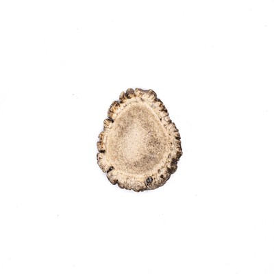 Elk Shed Antler Burr Dog Chew Regular - All Natural, Grade A, Premium Antler