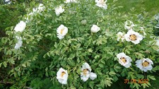 Paeonia rockii/ tree peony white flowers, 30 fresh seeds