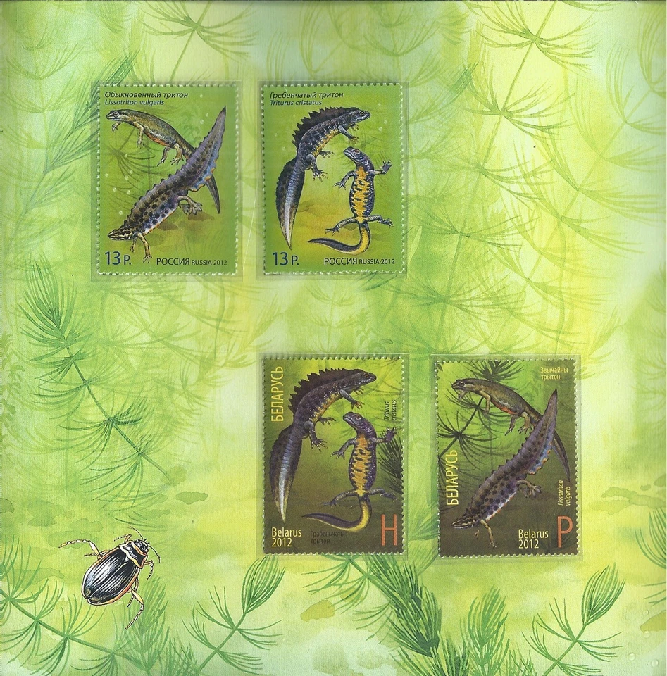 Russia 2012 Folder 2X FDC Joint Issue Belarus Fauna Reptile Newts - Image 3 of 4