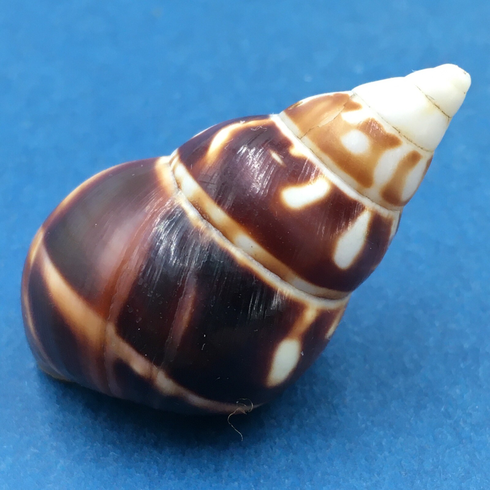 B#3 Liguus fasciatus marmoratus 39mm Key Vaca, Florida Keys | eBay