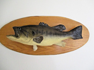 Vintage 1973 Large Mouth Bass Taxidermy Fish Mounted Trophy 23" Nice !!!