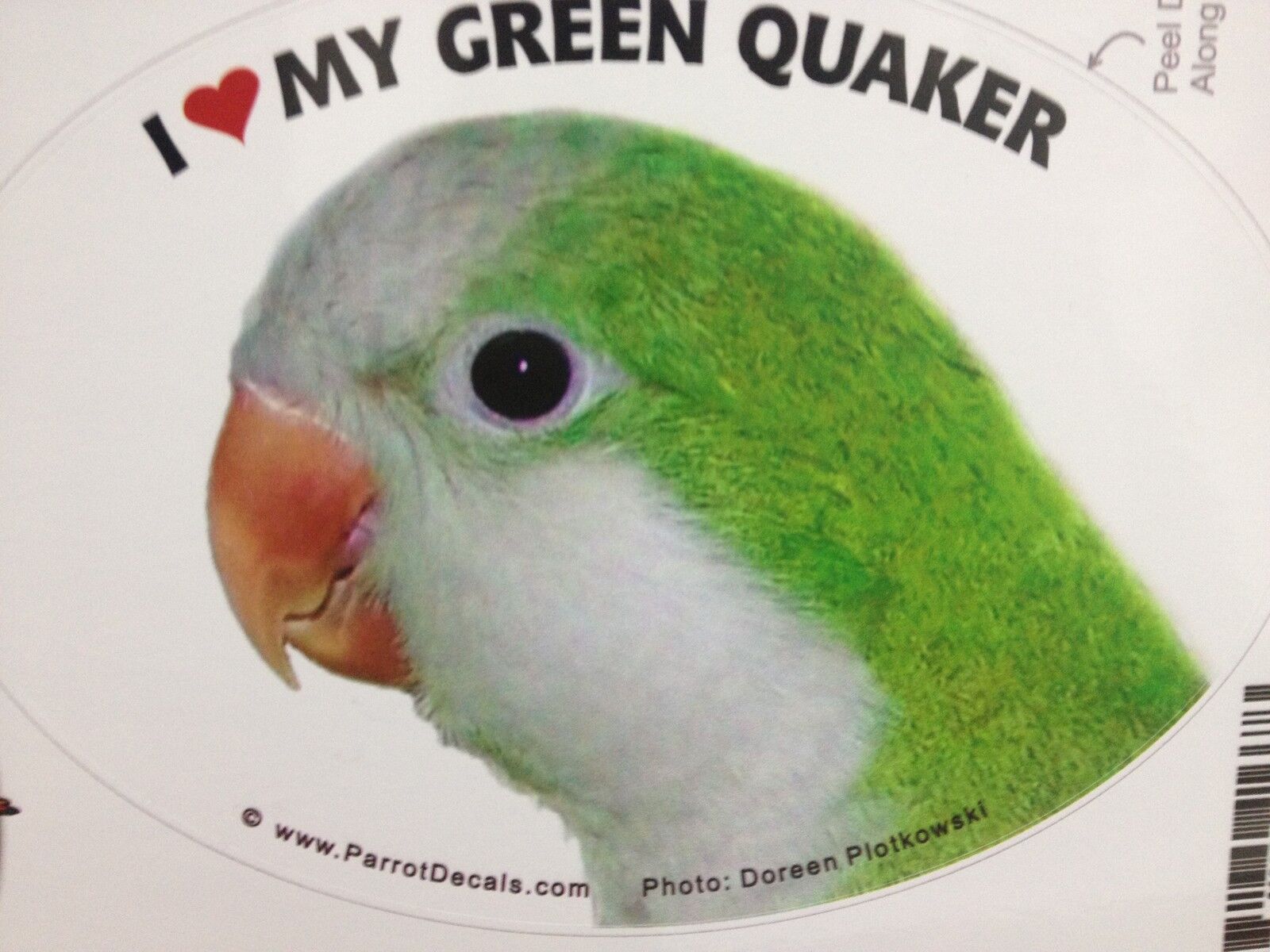 Green Quaker (Monk Parakeet) Parrot Exotic Bird Vinyl Decal Bumper ...