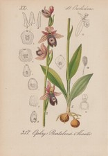 Bertolonis Ragwurz (Ophrys bertolonii) Chromo-Lithographie von 1880 Orchideen