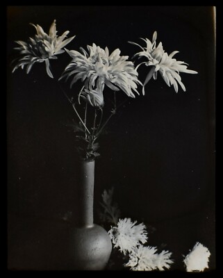 Magisches Laternendia JAPANISCHE CHRYSANTHEMEN UM 1900 FOTOGRAFISCHE STUDIE DER BLUMEN