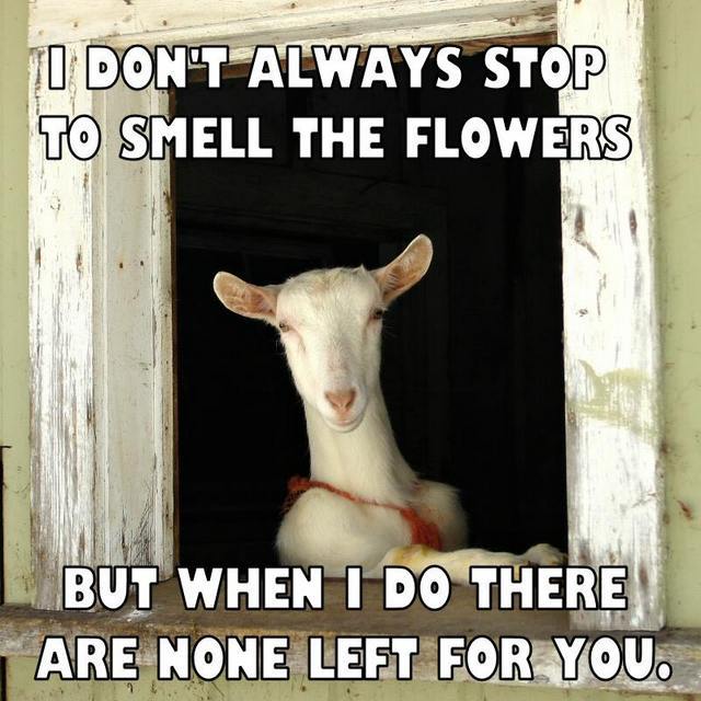 Goat refrigerator magnet 3 1/2 x 3 1/2