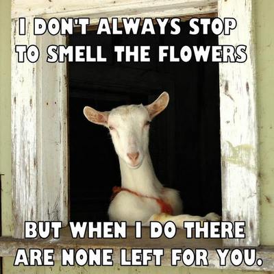 Number_i まとめ売り GOAT No.O-ring No.I Goat refrigerator magnet 3 1/2 x 3 1/2