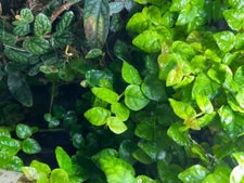 ficus pumila creeping fig vivarium terrarium plant bioactive