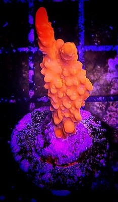 WYSIWYG Super Bright Orange Montipora Setosa - Live Coral Frag - Free Shipping